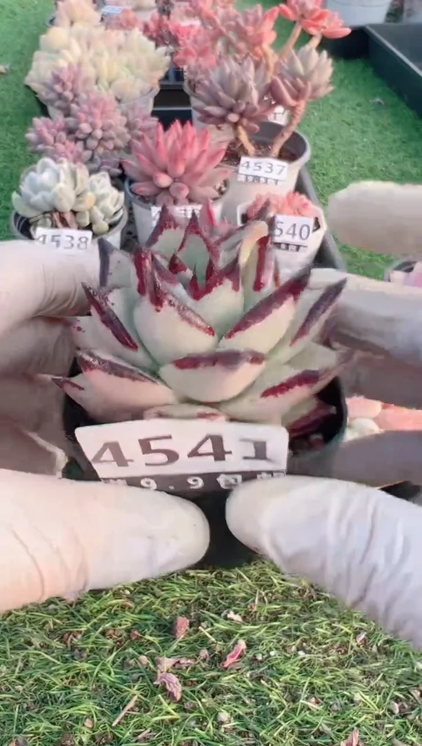 【闪购商品】信福多肉一物一拍