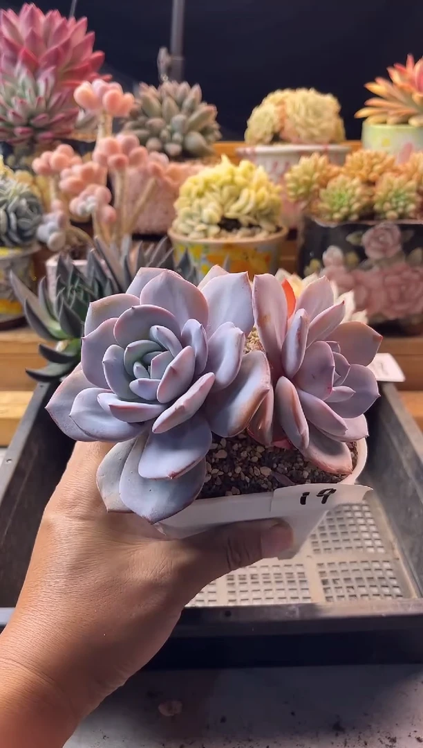 9.27-19奶茶111111111