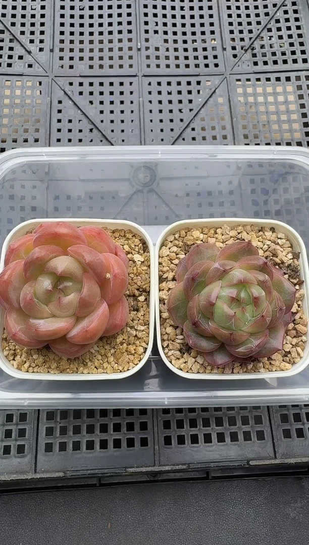 珍妮杂交多肉C609