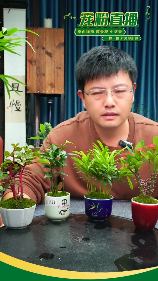 无花朵用****4苔藓微景观880号