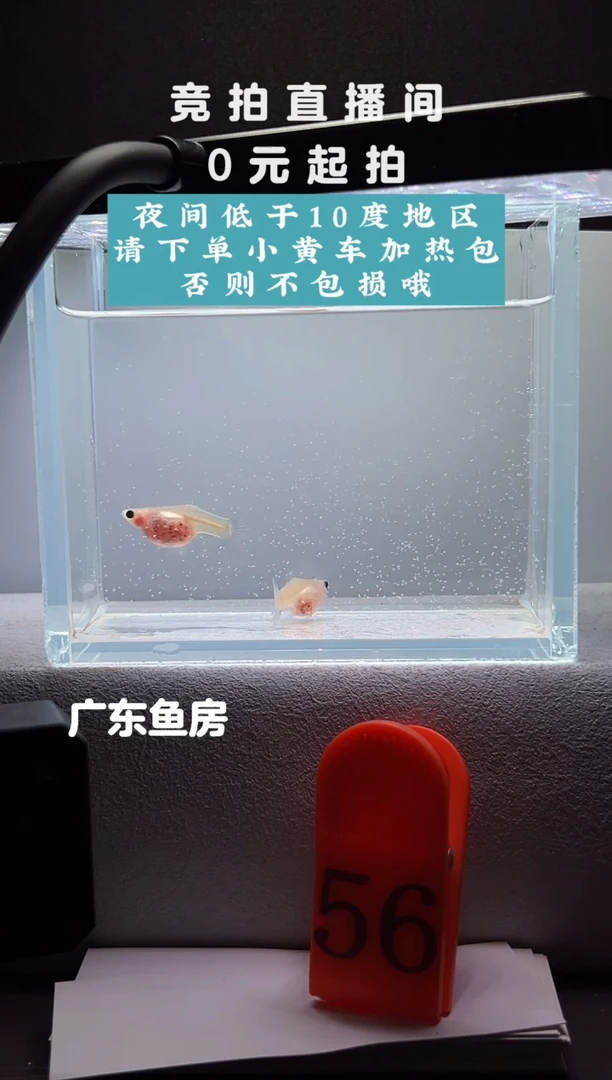 孔雀鱼超透带胎母鱼两只编号56