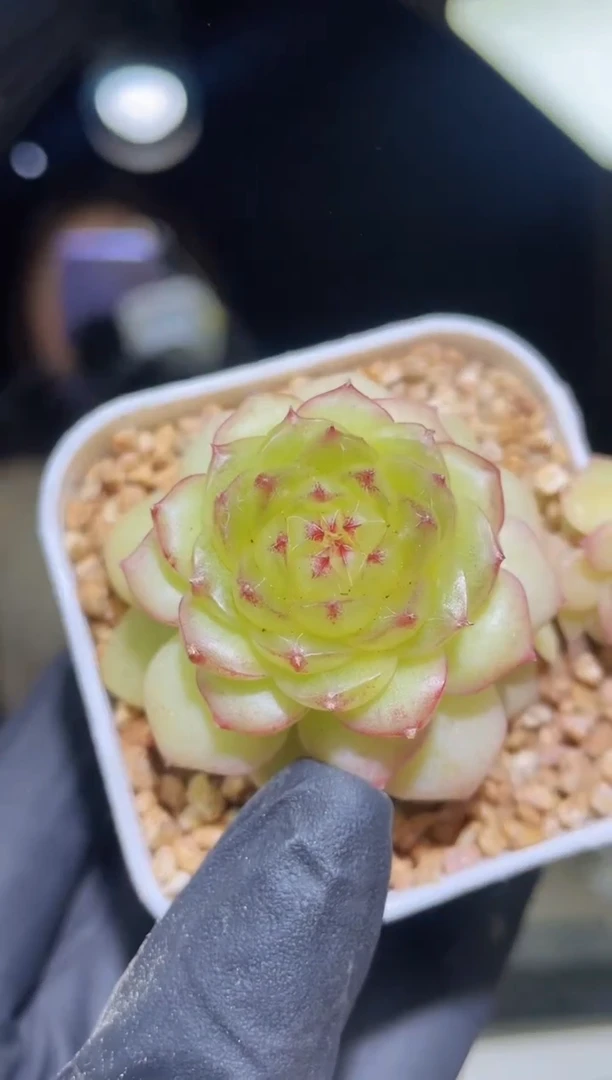 闪购 2461 天命翡  多肉一颗  4.0厘米左右