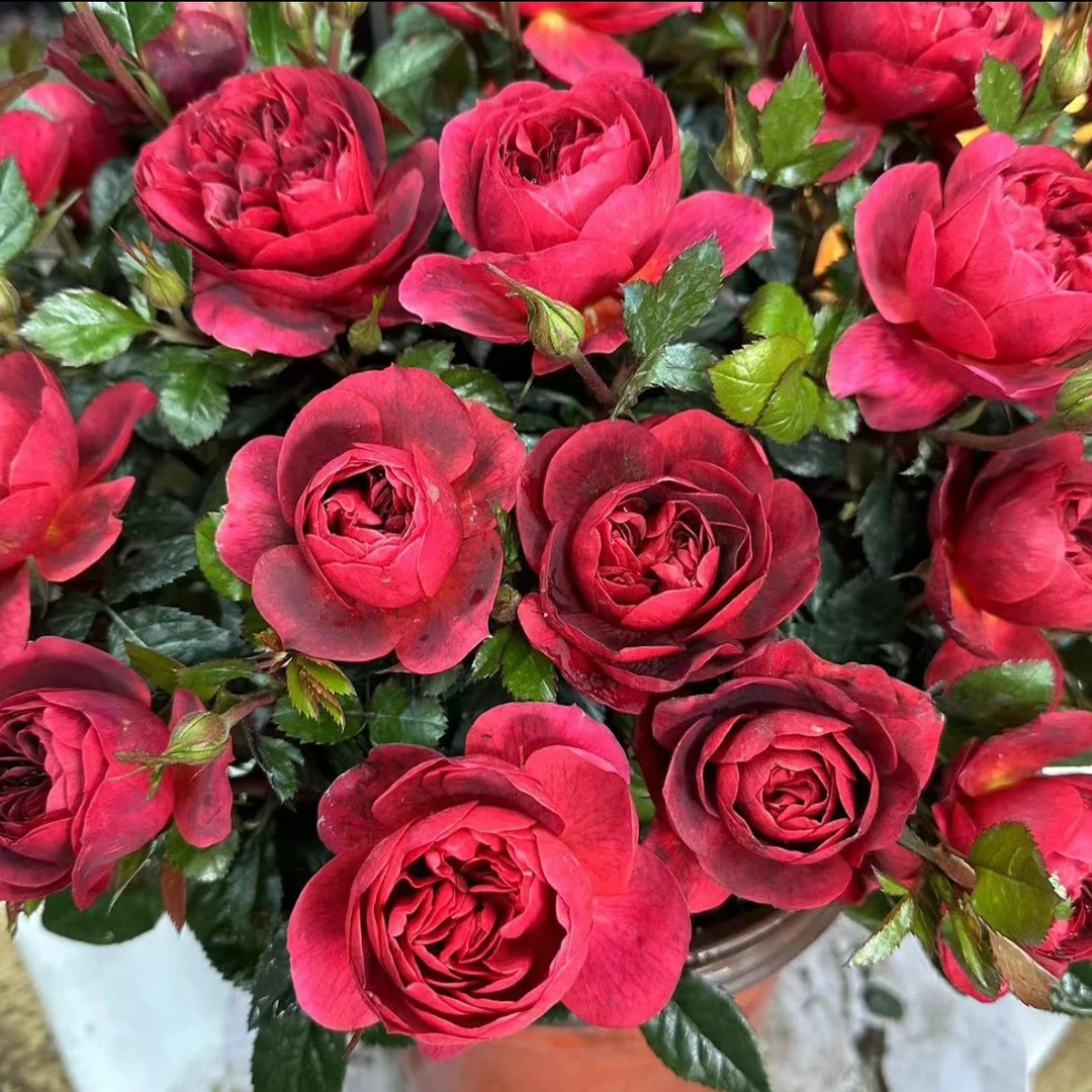 180盆【绝色果汁】带花苞发货四季开花法拉利樱桃红阳台庭院好养