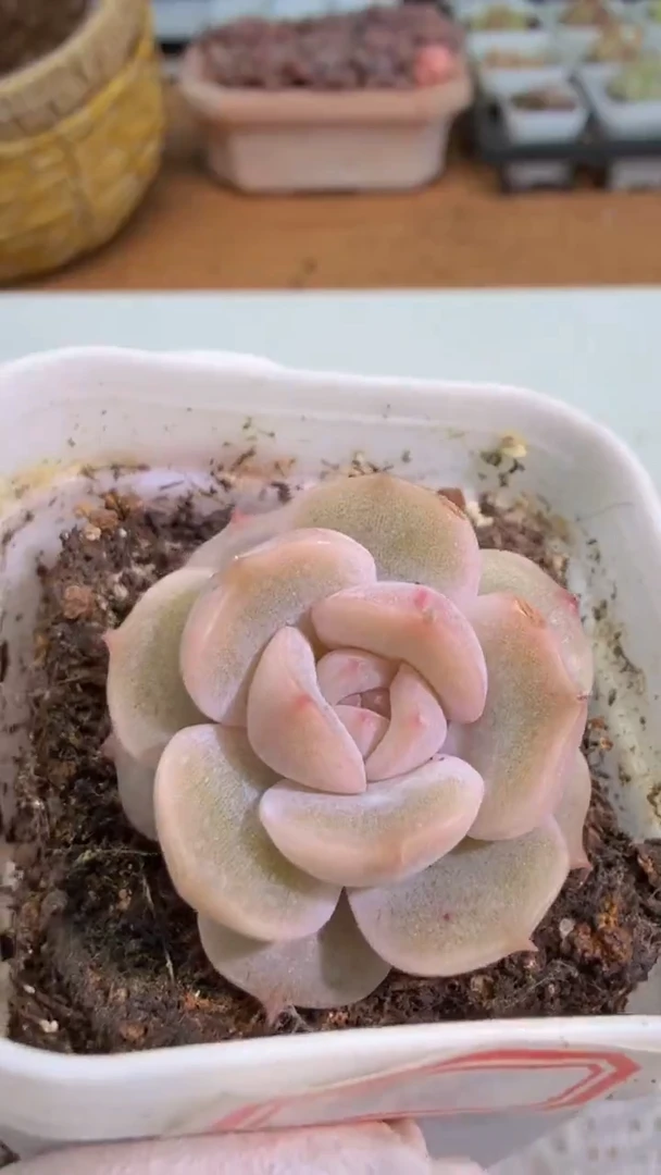 宫花 五方一盆 单双混 量拍混发