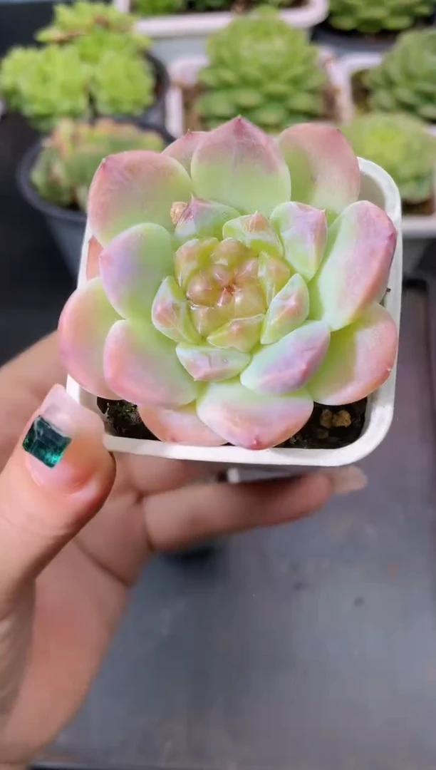 267樱花冰魄量拍发一颗