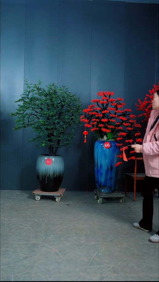 无花朵坦****心广东的小叶紫檀.80号北美冬青.66号