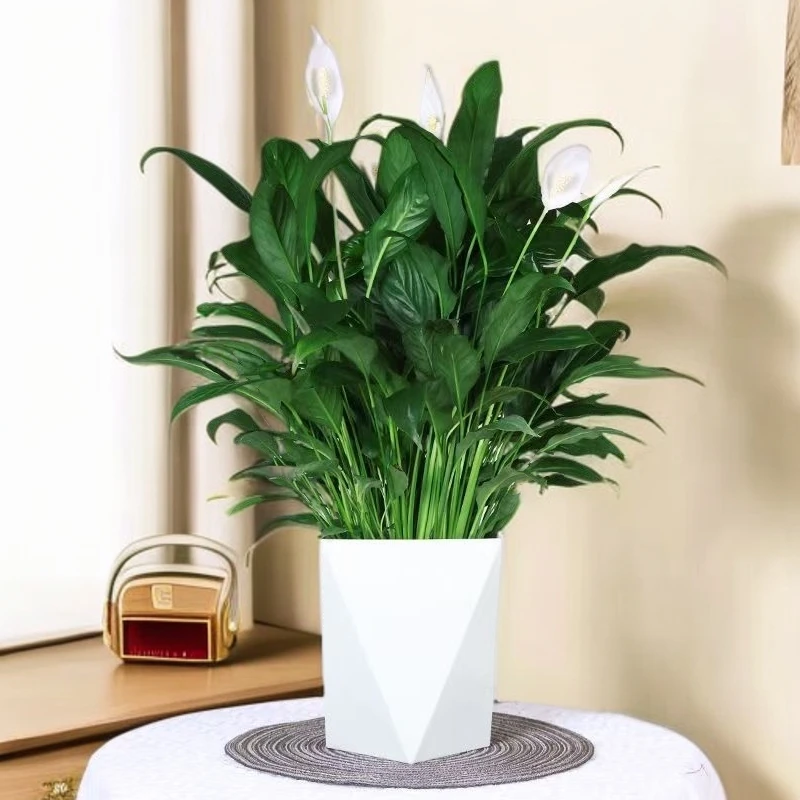白掌盆栽植物室内花卉好养土培一帆风顺降温阳台水养四季常青绿8