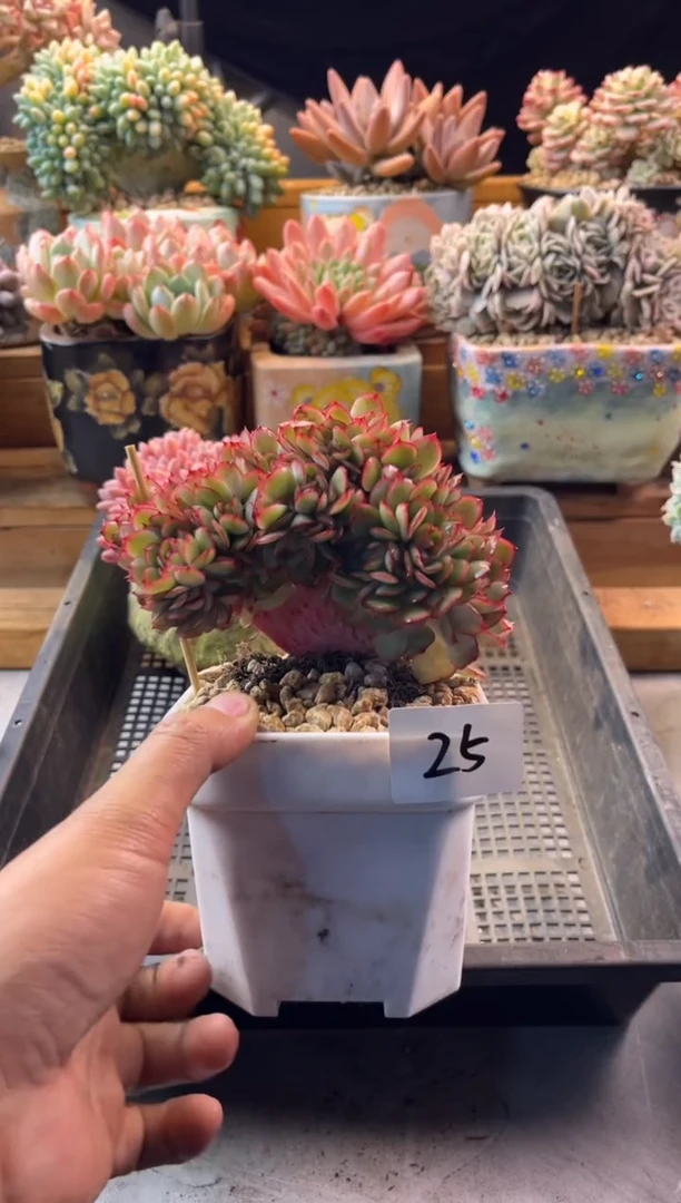 12.3-25牡丹亭缀化111111111111