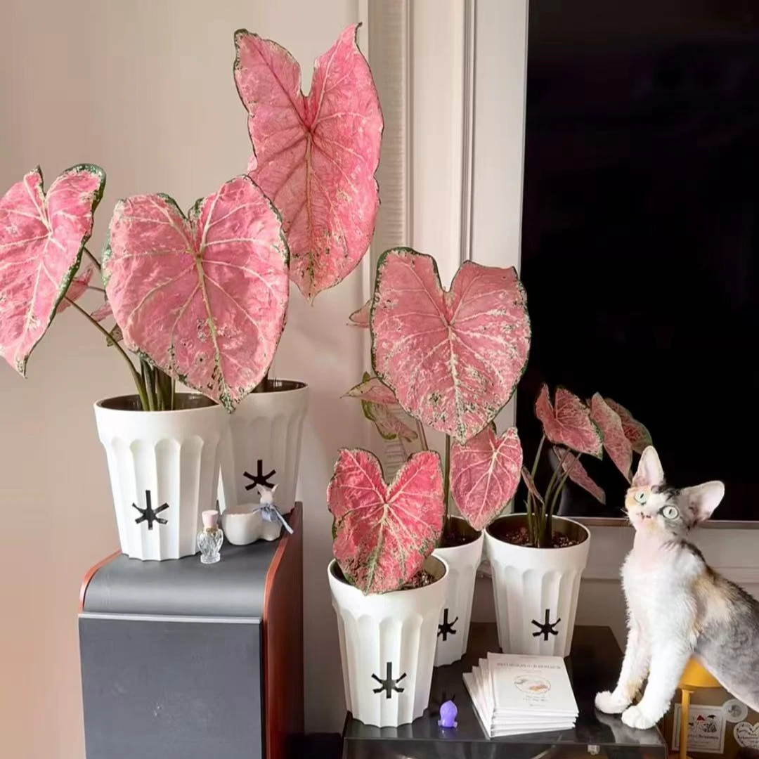 【芭蕾舞鞋一物一拍】大棵超大种球