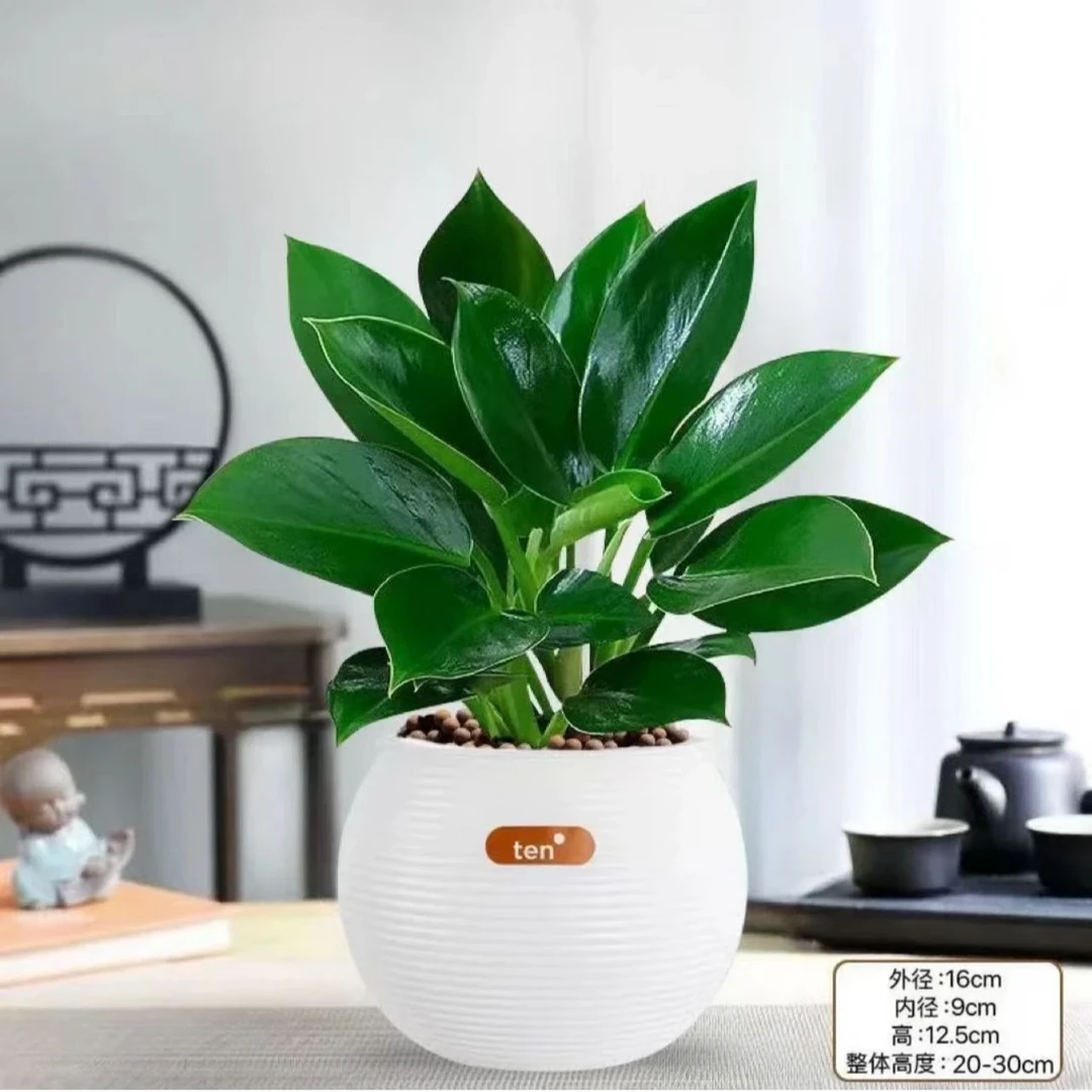 q【净化空气】金钻绿公主盆栽室内植物水培好养绿物四季常青防辐射