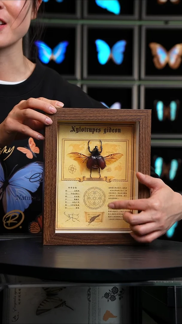 姬兜展翅款8寸复古框