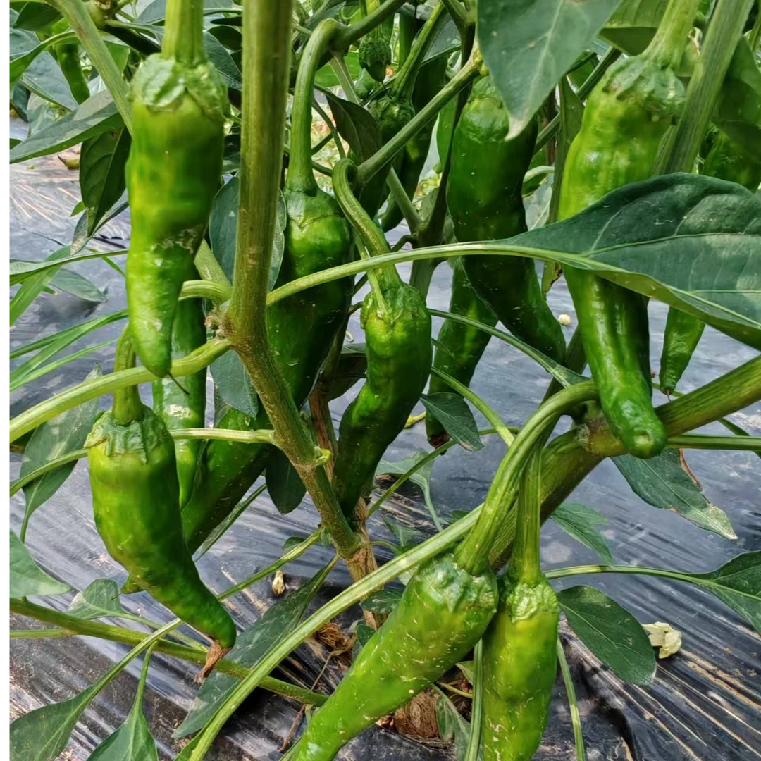 湖北本地辣椒红辣椒新鲜露天种植现摘现发