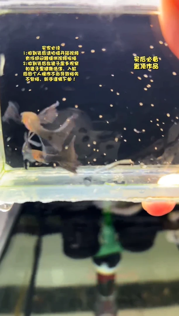 孔雀鱼无怨孔雀鱼
