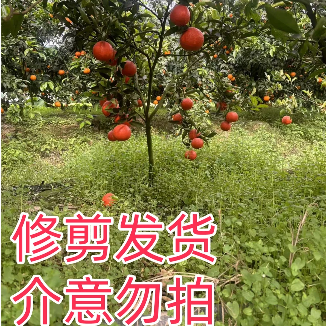 橘子树苗 沃柑橘沙糖桔美国糖橘 南北方种植 阳台庭院 盆栽地栽