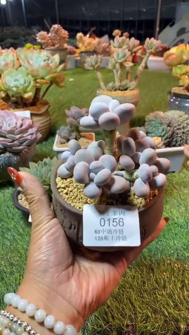 0156（满28包邮发货）