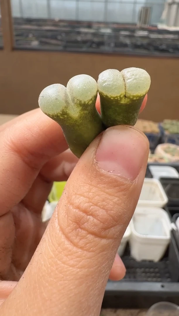 多肉植物肉锥16-85