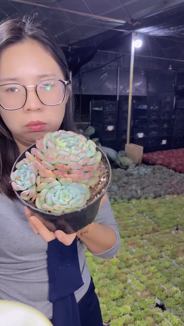 三头起白胖子群 3.99