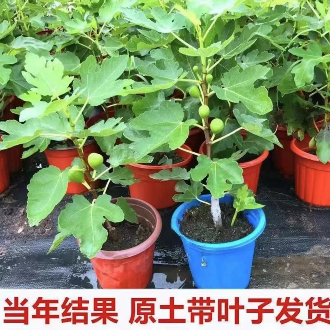 无花果树苗盆栽浓香软糯四季种植南北方好养活盆栽地栽当年结果