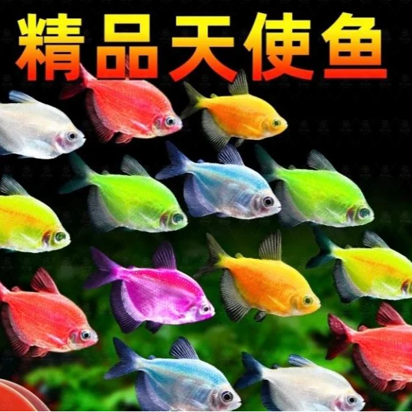 七彩天使鱼小型热带观赏鱼颜色丰富群游好养耐活