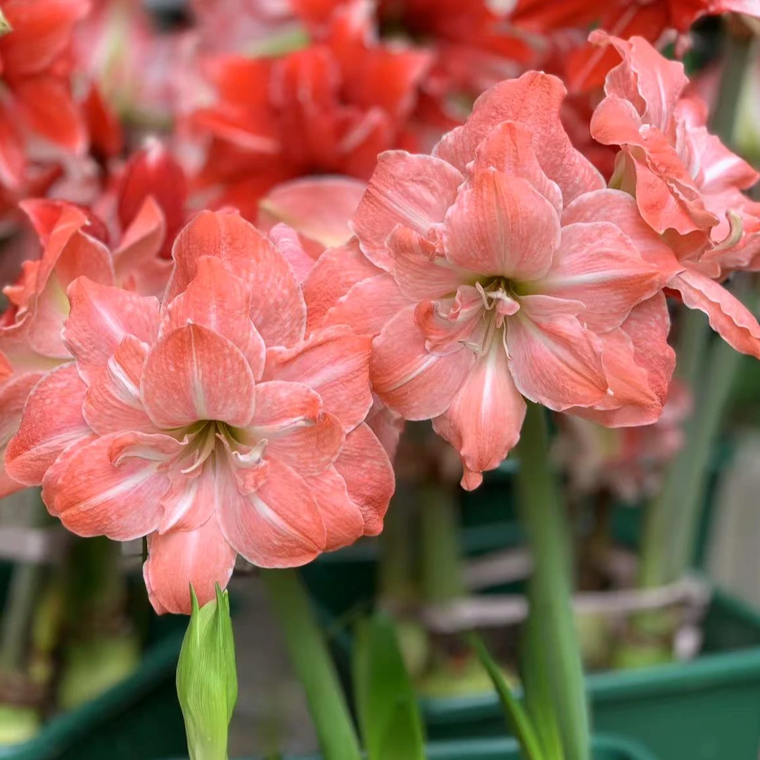 亚瑟王 粉色奶油 白鲸 巫术 绿茶 MC10 绿凤凰 快乐荣耀 不朽的爱