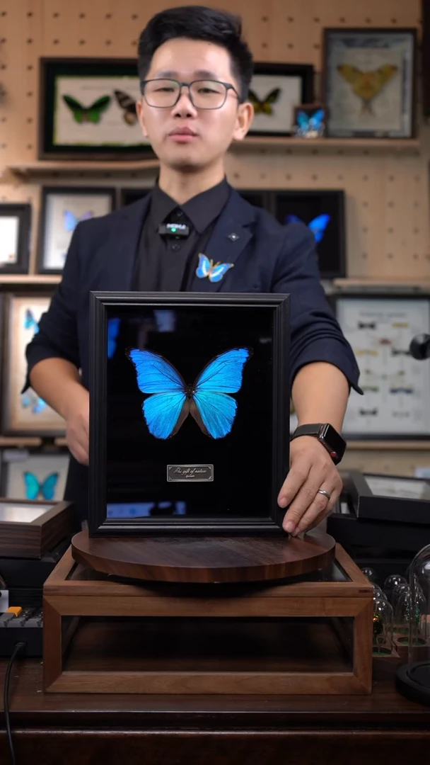 大蓝闪蝶10寸竖黑丝绒底带证书