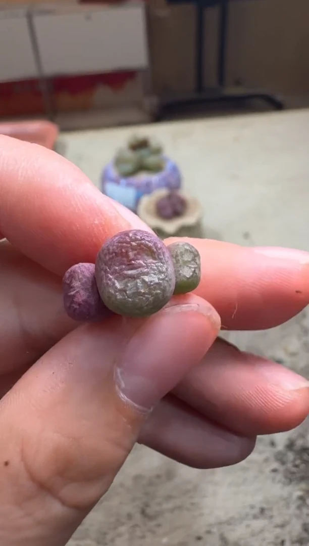 6-271多肉植物肉锥