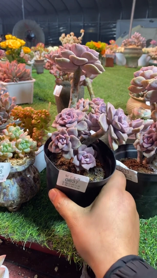 【闪购商品】丸叶紫乐0637aaa