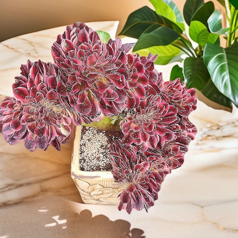 女神缀化（20CM+） 云媚多肉好看好养绿植新手闭眼入一单包邮