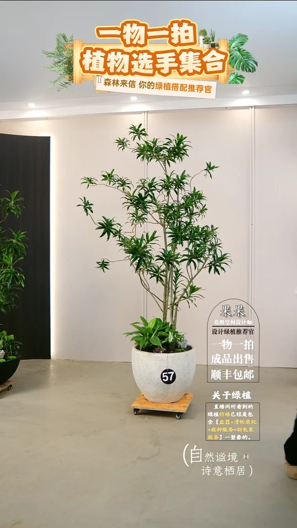 完全开放舍*大老桩百合竹连盆种好栽好一整套送货上门