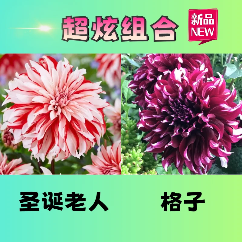 【大丽花 】超炫组合 进口大丽花整株种球对版发货