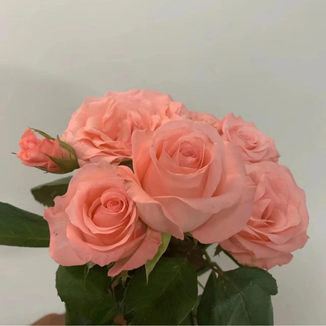 【粉色玫瑰】戴安娜粉色玫瑰鲜花520昆明基地直发婚庆家庭鲜花包邮
