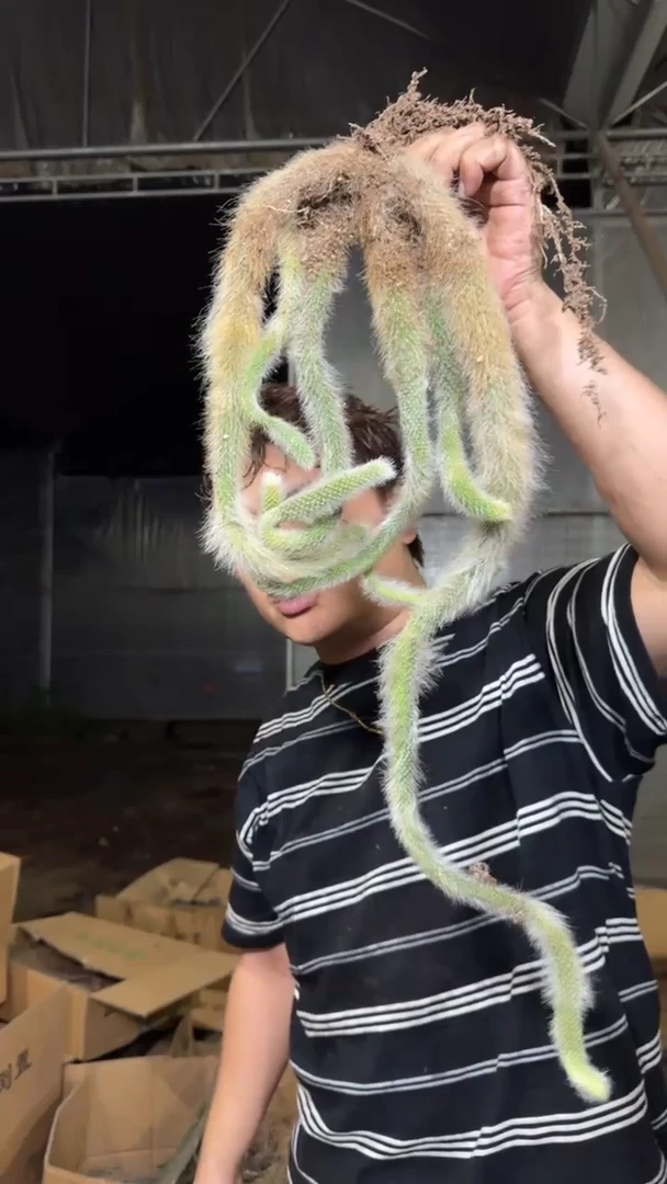 2颗 多头 九尾狐【无根】