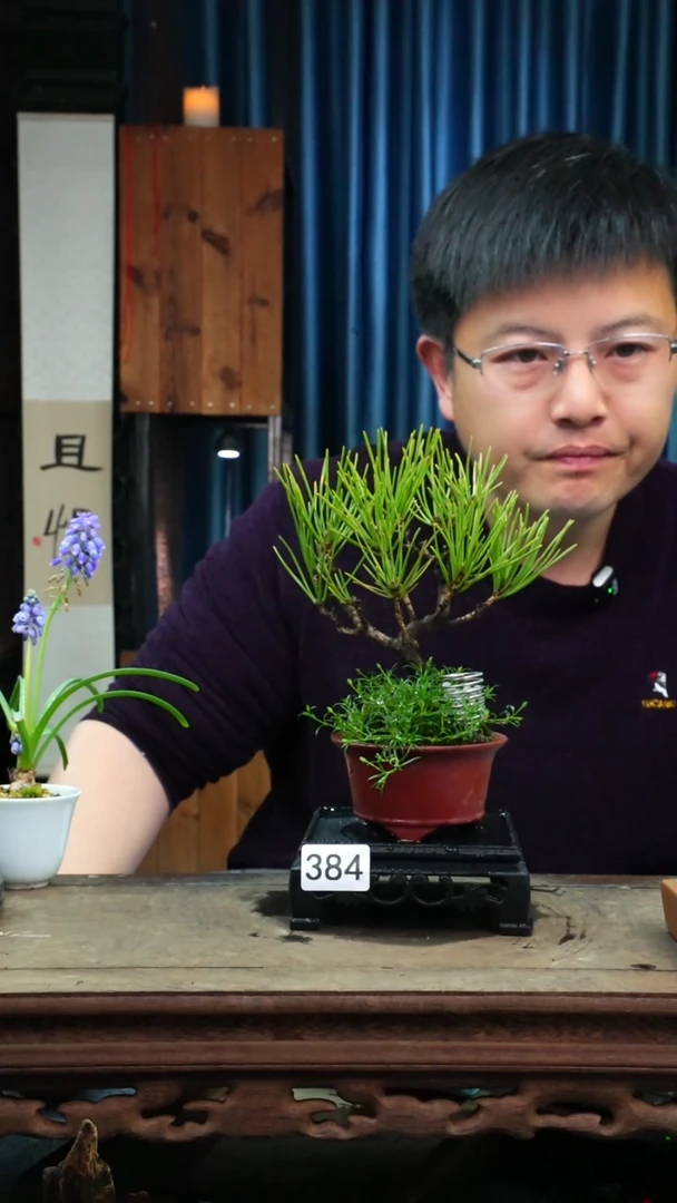 【闪购商品】苔藓微景观384号