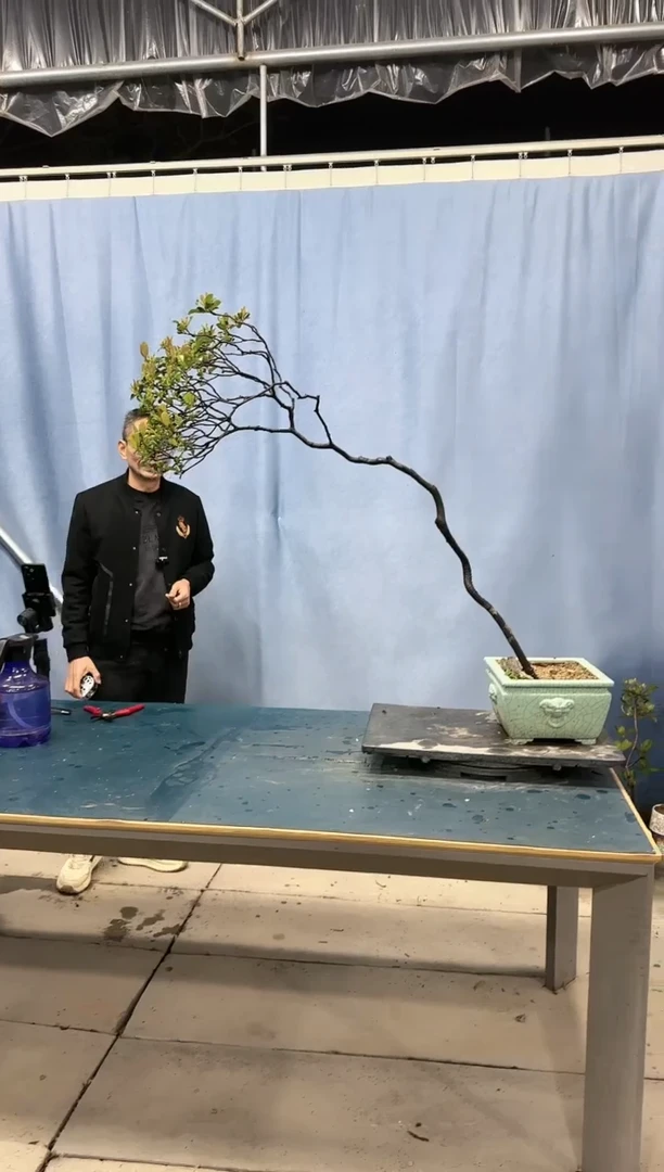 【闪购商品】盆景春花