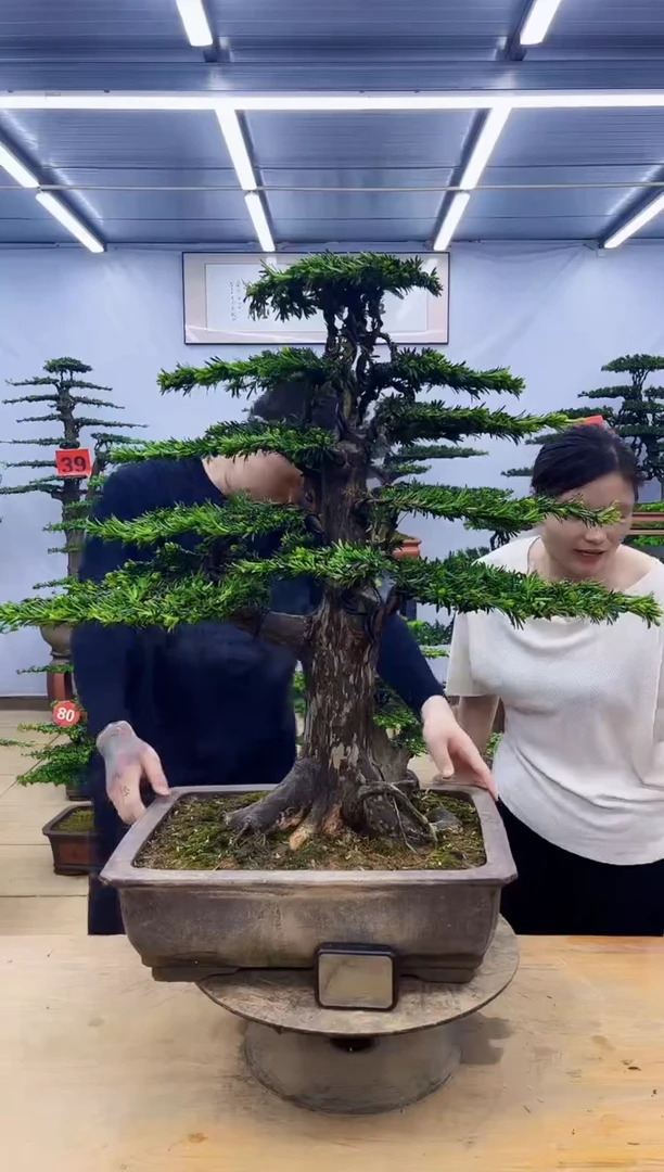 无花朵一物一拍，所见即所得