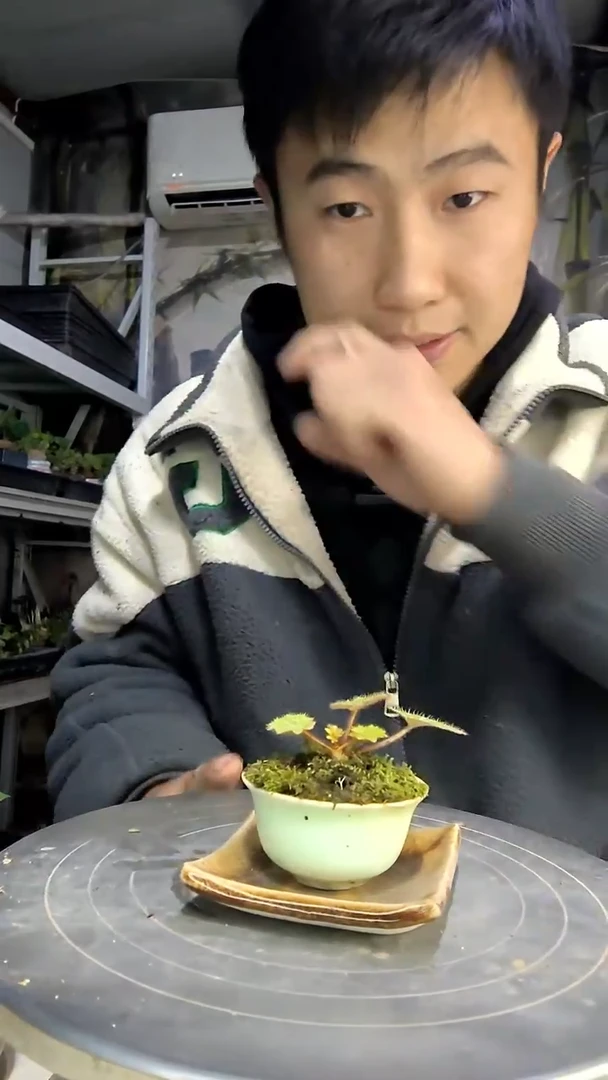 启**术中青园艺一物一拍花44