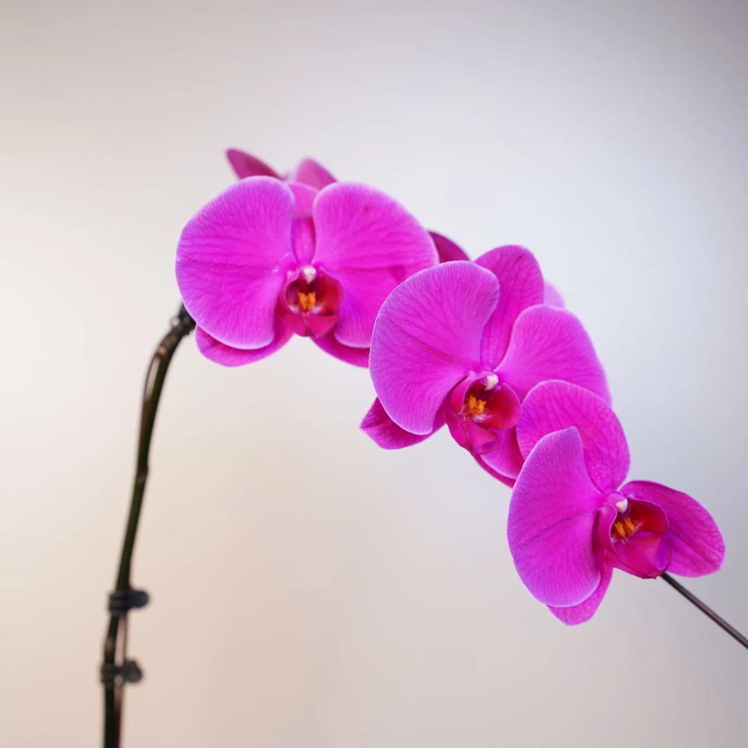 《明兰基地》蝴蝶兰（红色系花）全花开花珠发货