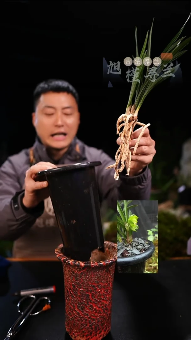 全部花苞夜春兰绿云（3苗草带花苞）