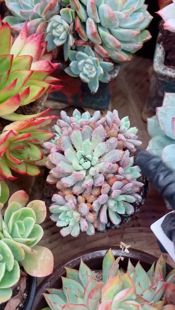 ^****^18072多肉植物一物一拍