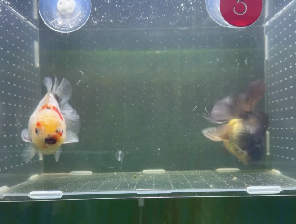 龙睛金鱼兰寿泰狮观赏鱼