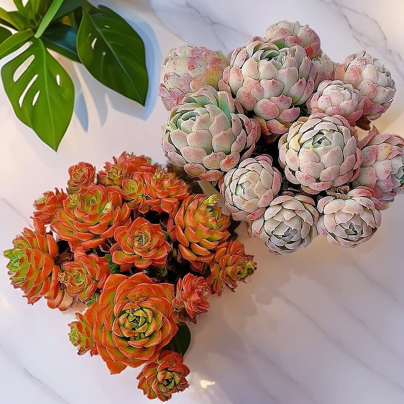 香香贝瑞蒂亚玫瑰直播组合肉肉多肉新手好养植物基地直发多肉直播