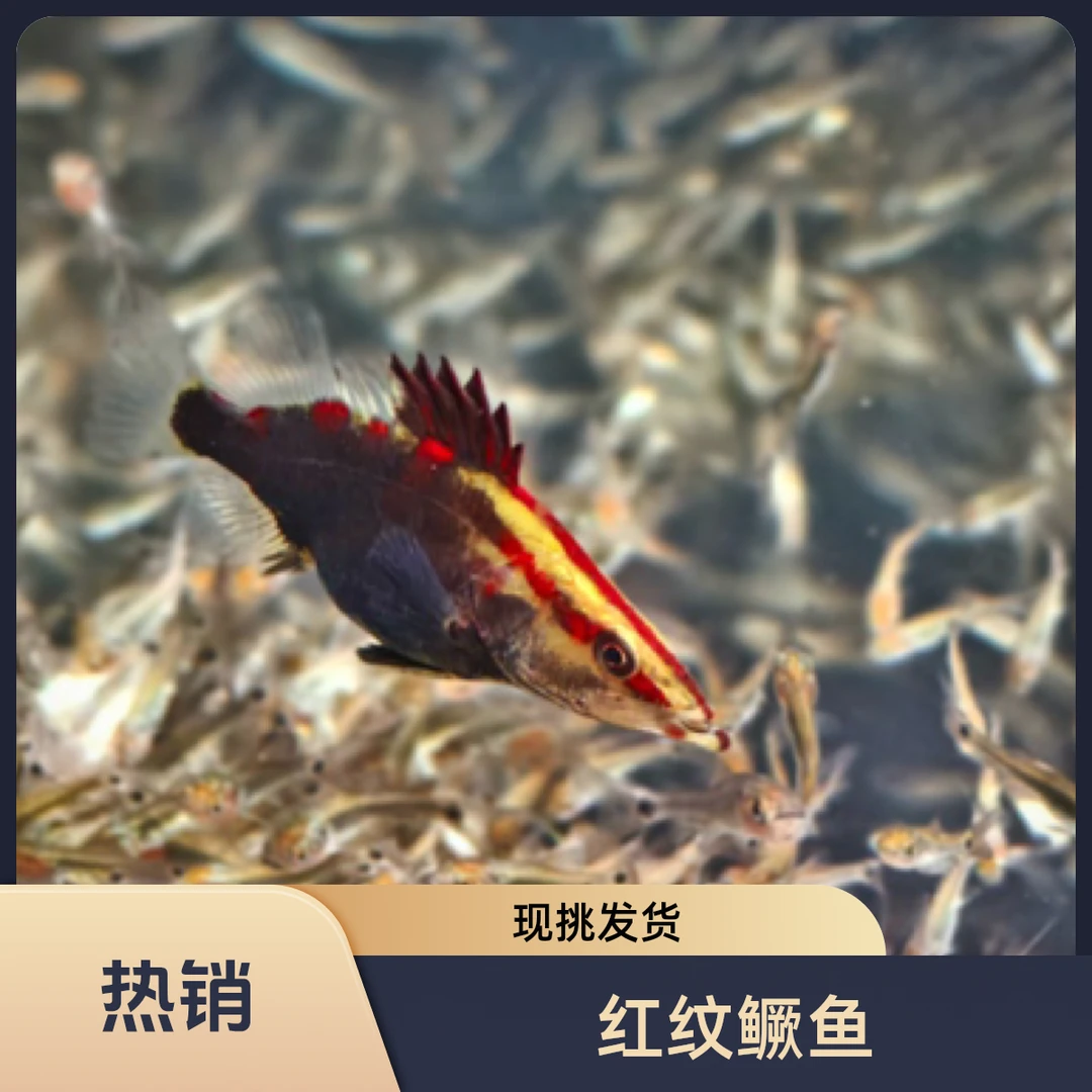 精选红纹鳜鱼 桂花鱼渔场现挑现发主播专挑绝绝子鱼缸好养