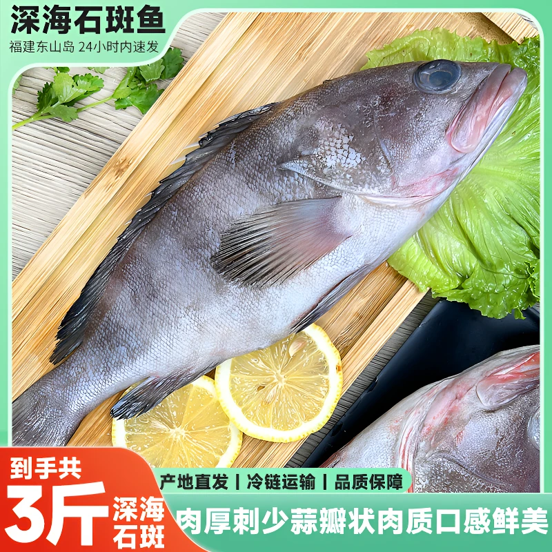 深海海捕石斑鱼速冻发货福建东山岛直发肉厚刺少蒜瓣状肉质深海鱼