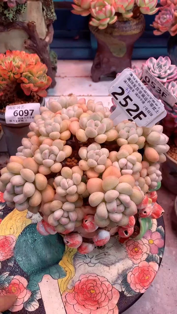 不***猫252F 模特区泡泡糖