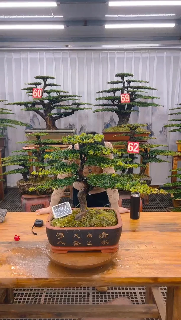 【闪购商品】紫砂精品盆景直播间一物一拍