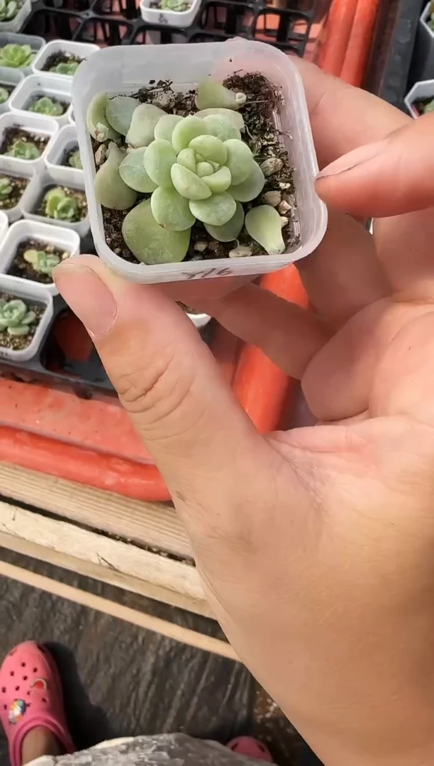 白 Y 16甜心 叶片 一个