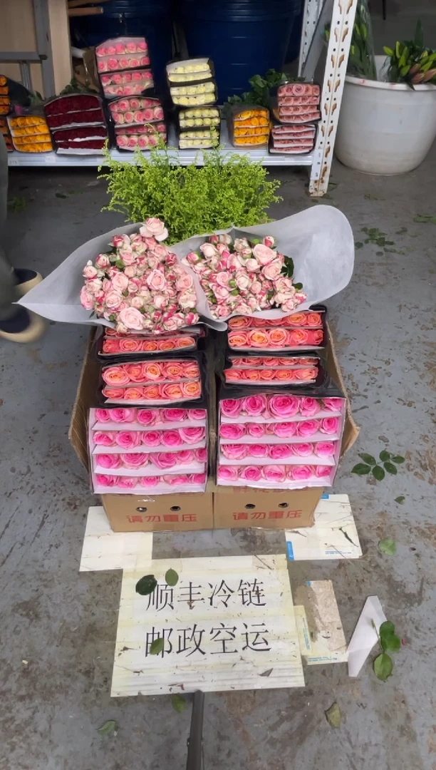 洛神20枝+朱小姐20枝+折射10枝+黄莺