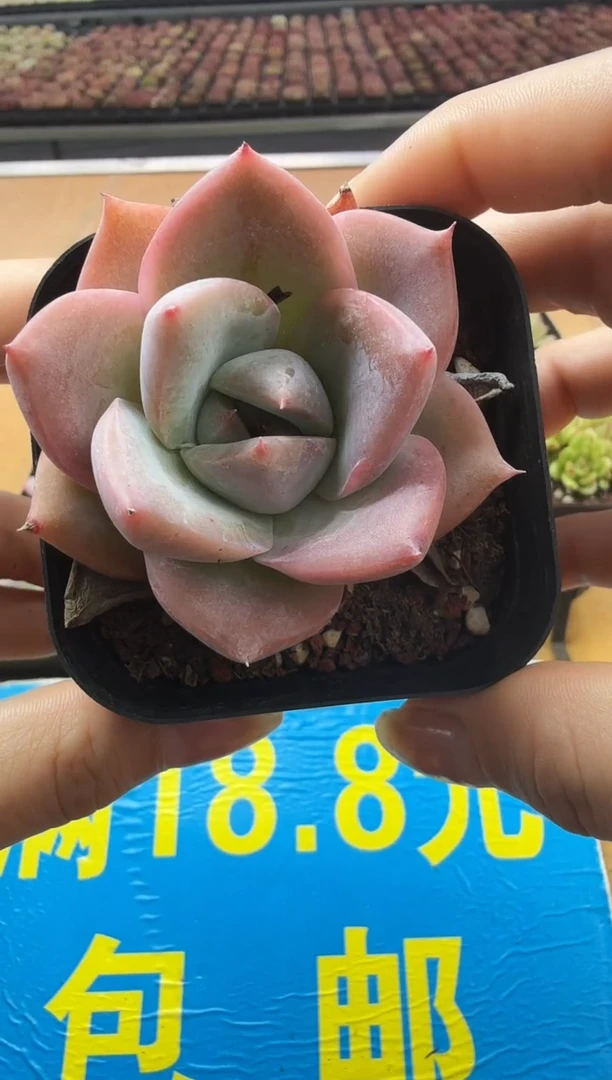 东云多肉园二店-135