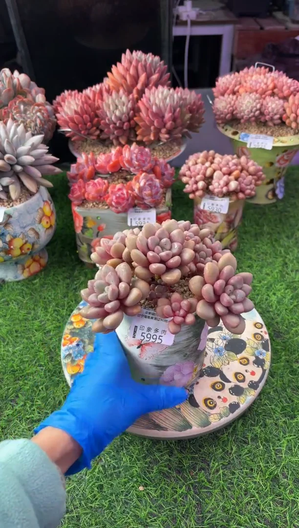 昆明印象多肉5995