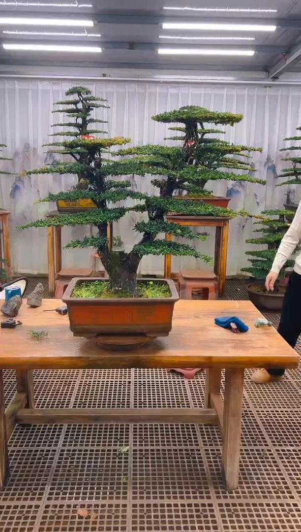 无花朵吴**洪精品盆景直播间一物一拍